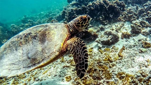 Namua Island Turtle & Snorkel Experience